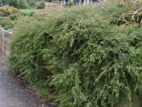 Thryptomene  'SupaNova' 200mm