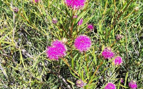 Melaleuca Filifolia dwarf 140mm