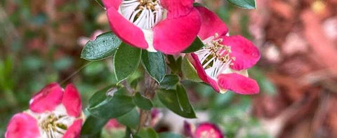 Leptospermum 'Piccolo' 140mm