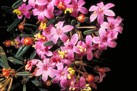 Phebalium nottii GRAFTED '180mm'