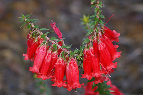 Epacris impressa 'Bega' 200mm