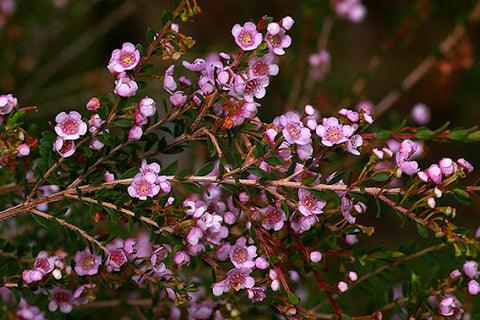 Thryptomene saxicola 'Beth's Pink' 140mm