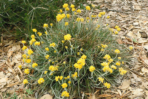 Conostylis candicans 'Cutie' 140mm