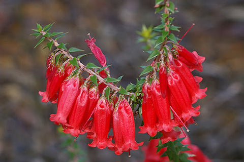 Epacris impressa 'Bega' 140mm
