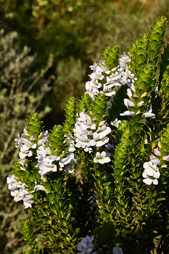 Eremophila lehmanniana 'White' 140mm