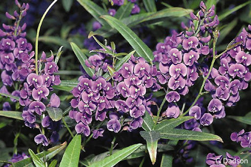 Hardenbergia comptoniana 'Purple' 140mm