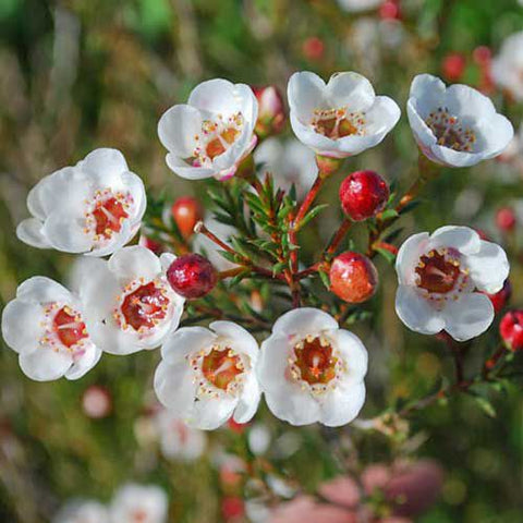 Chamelaucium 'Moonlight Delight' 140mm