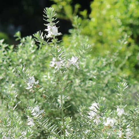 Westringia fruticosa 'Short White' 140mm