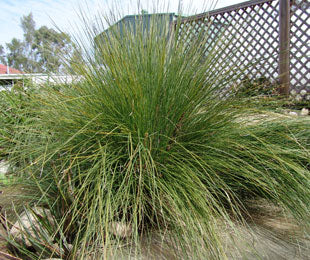 Lomandra 'November Rain' 200mm