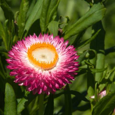 Xerochrysum 'Strawberry blonde' 140mm