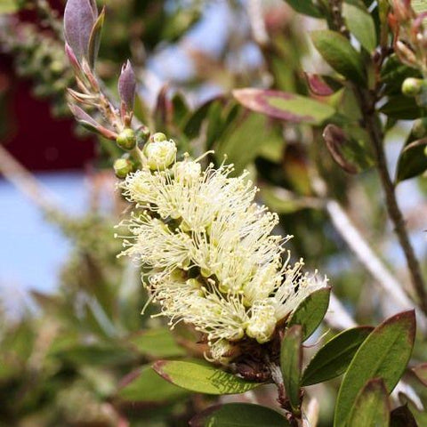 Callistemon 'Silver Cloud' 140mm